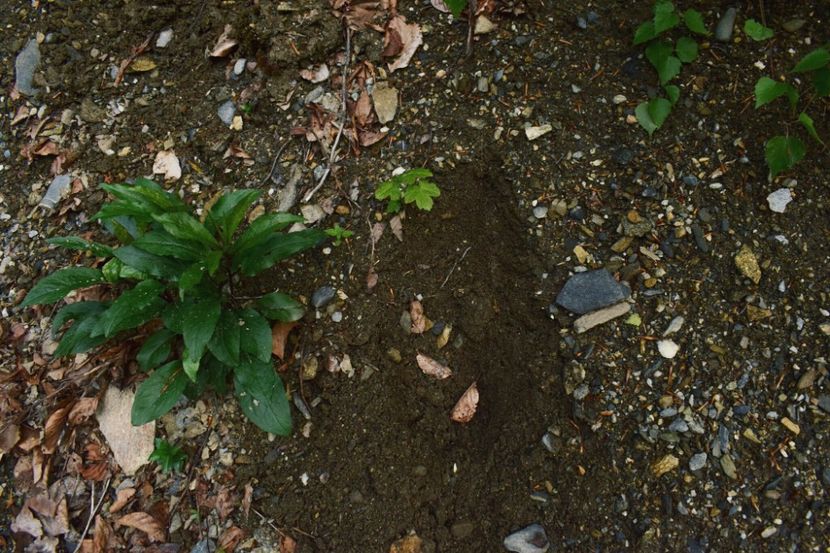 ceva a urcat pe acolo. - Photo 08 - Vara