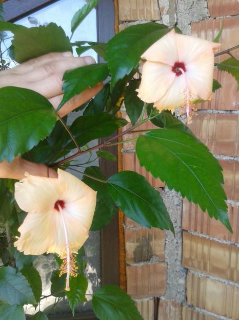 14.07.2017 - Sprinkle Rain decedat