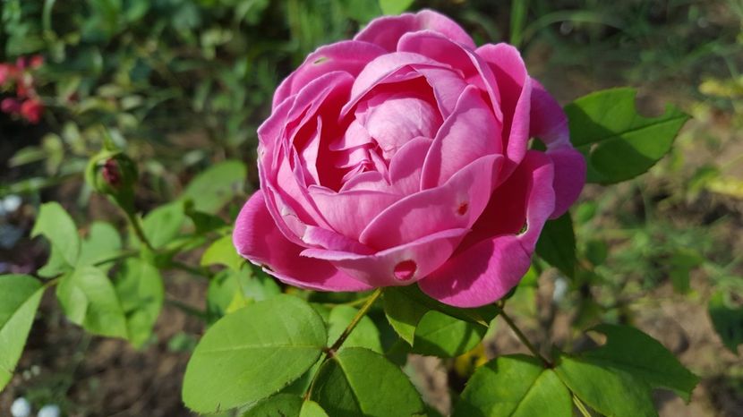  - Reine de Violette rose