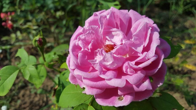  - Reine de Violette rose