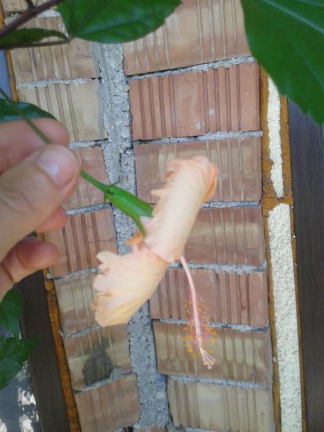  - Sprinkle Rain decedat