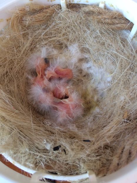  - Canari Razza espanola