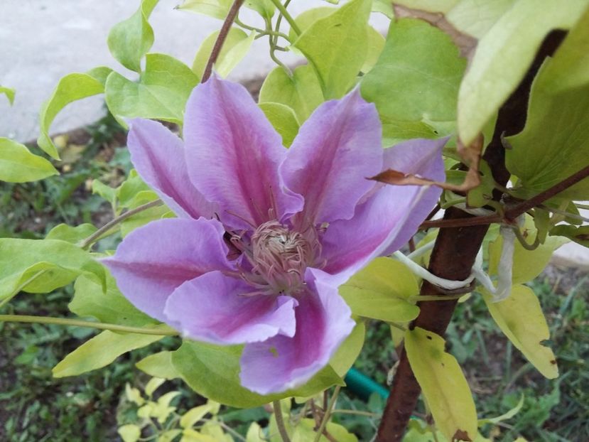  - 2017 clematis