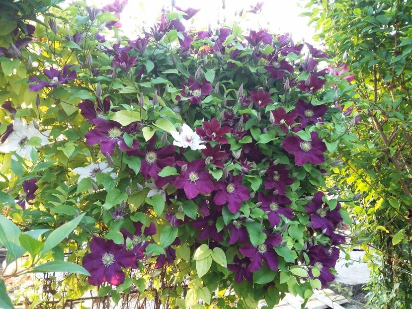  - 2017 clematis
