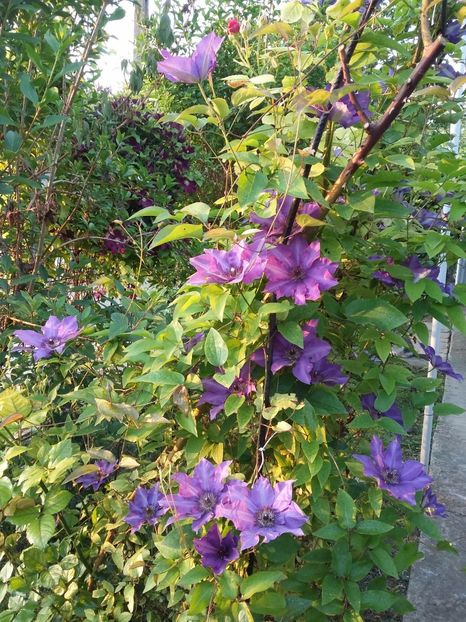  - 2017 clematis