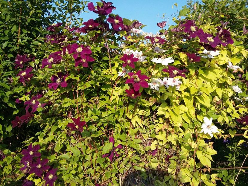  - 2017 clematis