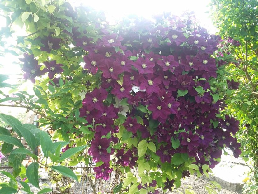  - 2017 clematis