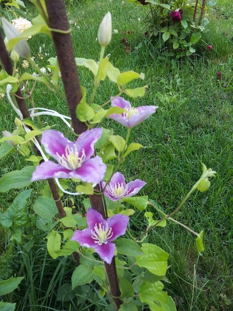  - 2017 clematis
