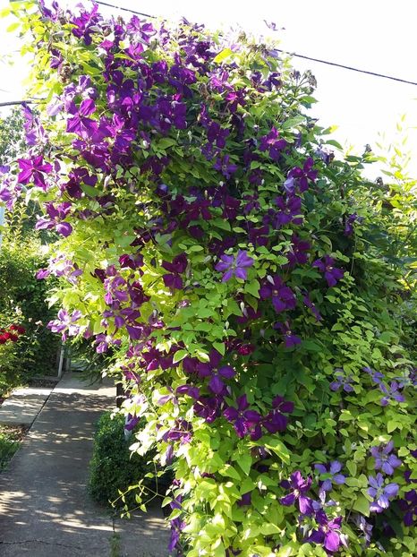  - 2017 clematis