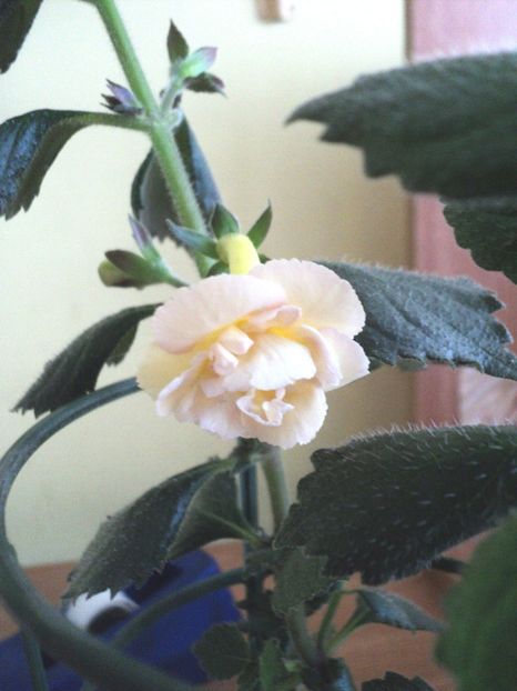  - Yellow English Rose