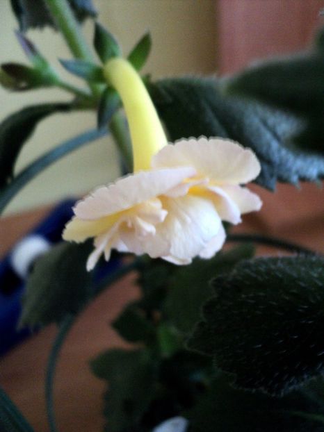  - Yellow English Rose