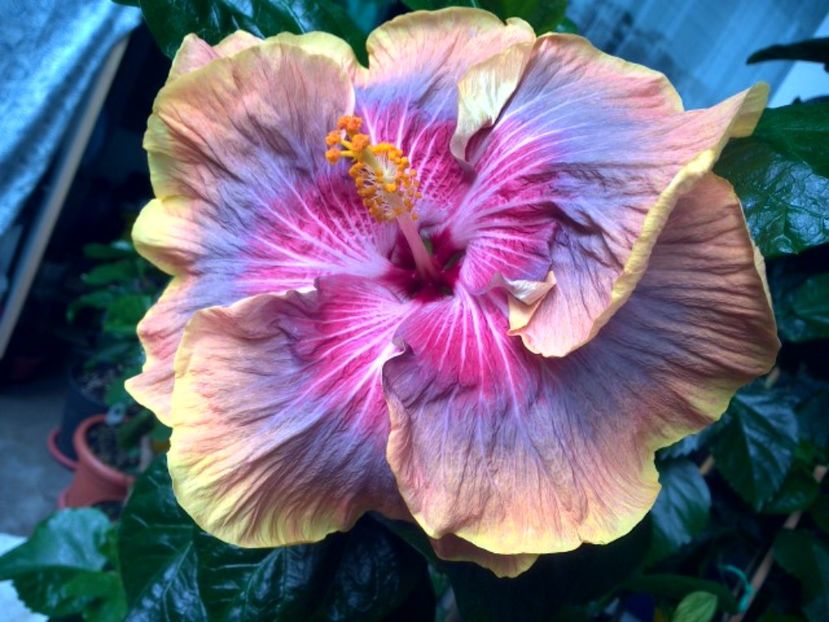 WIN_20170714_101634 - 0Hibiscus in colectie infloriti