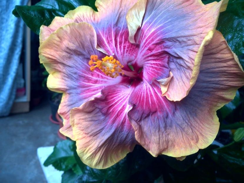 Tah.Purple Ripple - 0Hibiscus in colectie infloriti