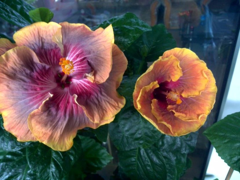 WIN_20170714_101440 - 03Hibiscus