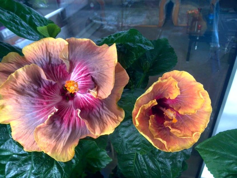 WIN_20170714_101443 - 03Hibiscus