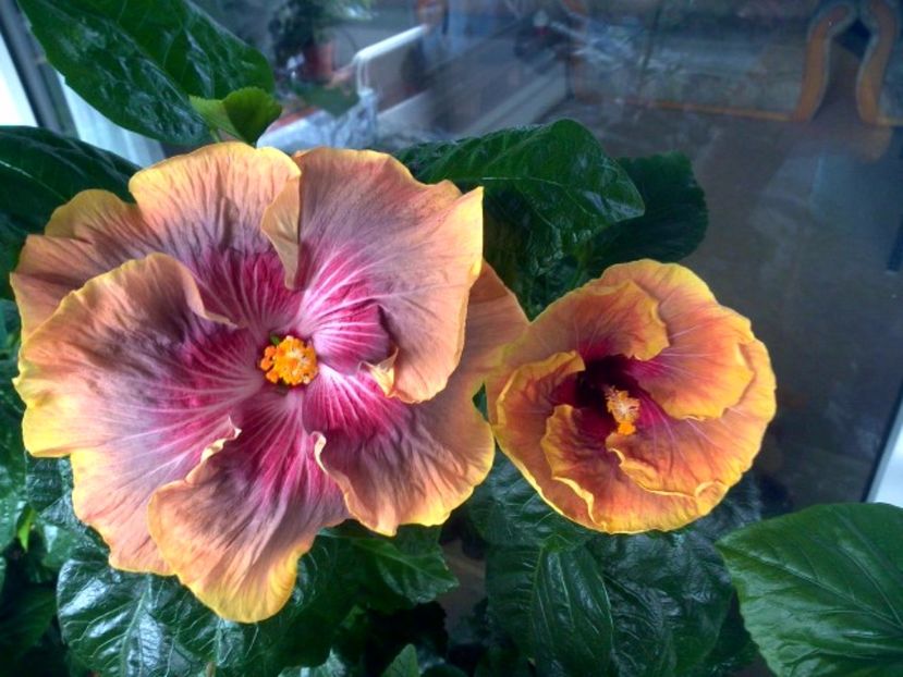 WIN_20170714_101450 - 03Hibiscus