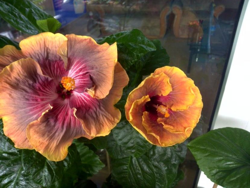 WIN_20170714_101515 - 03Hibiscus