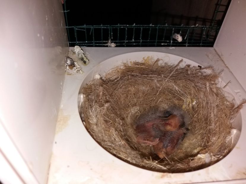  - pui hibrizi petrusi si sticlete 2017