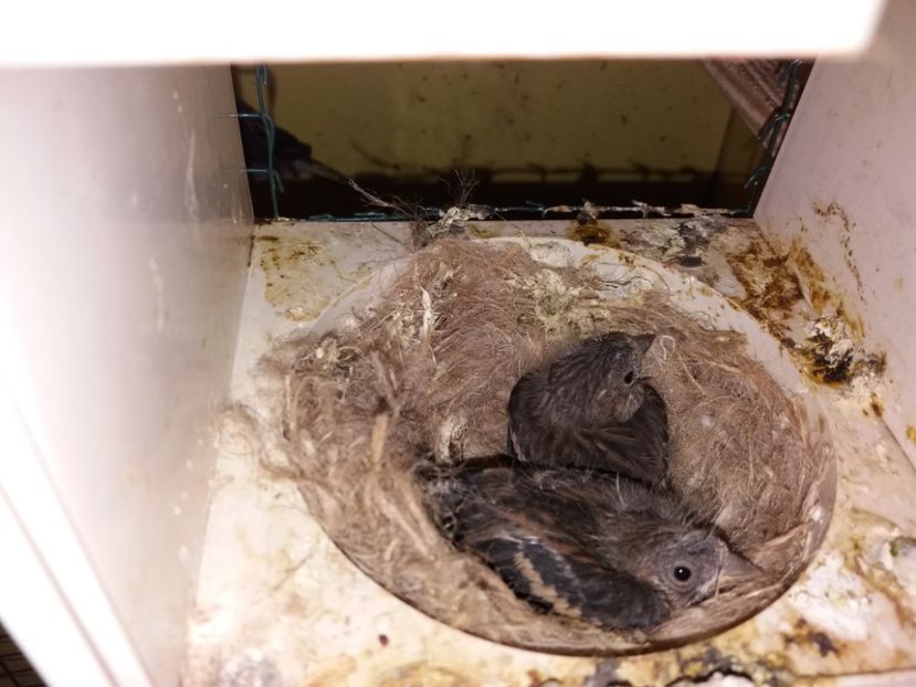  - pui hibrizi petrusi si sticlete 2017