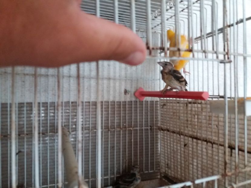  - pui hibrizi petrusi si sticlete 2017