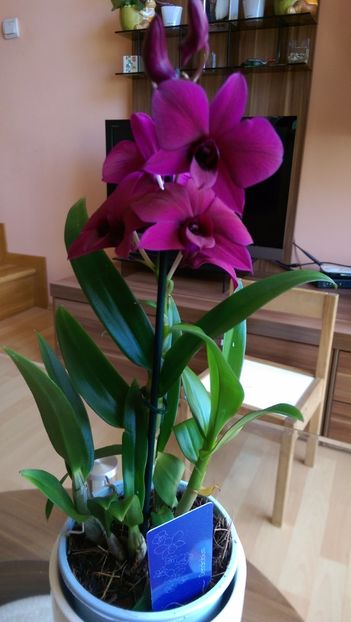  - Orchidee