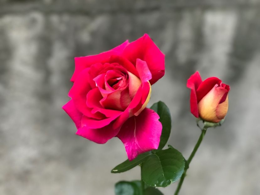 Kronenburg - Trandafiri 2017