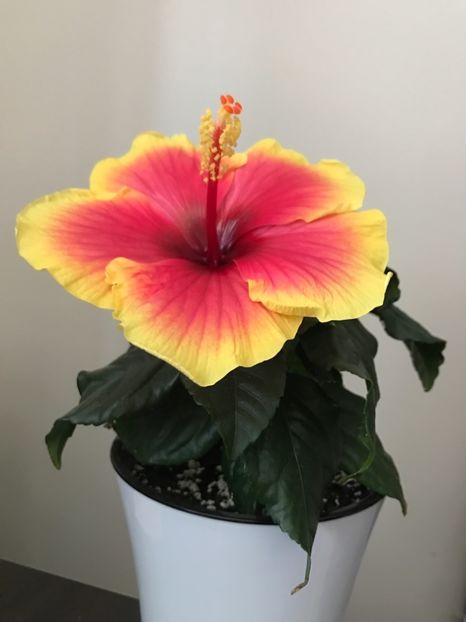 11.07.2017 - Oberon - Hibiscus 2017
