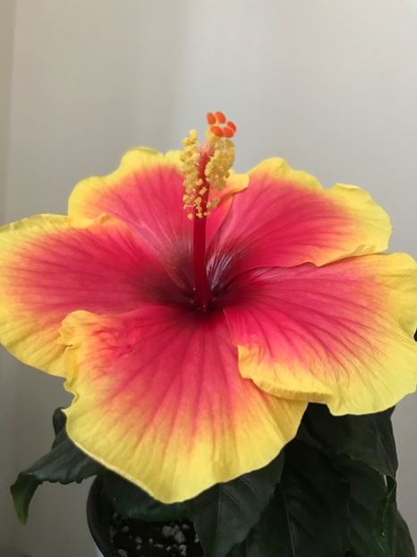 11.07.2017 - Oberon - Hibiscus 2017