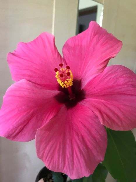 11.07.2017 - Hibiscus 2017