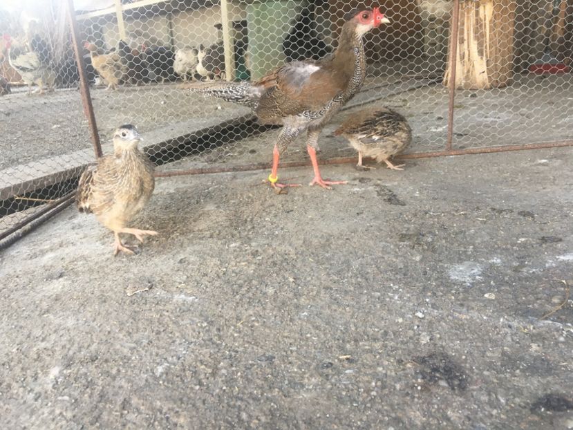  - Potărnichi Comune