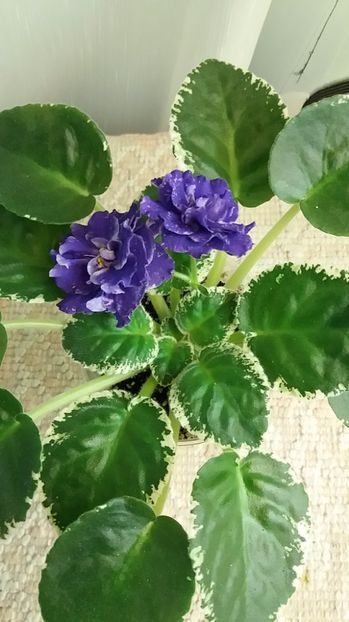 13 iulie - ZZ RS Figaro