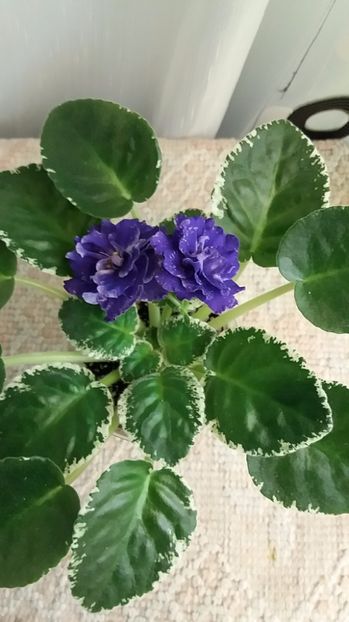 13 iulie - ZZ RS Figaro