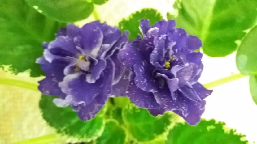 13 iulie - ZZ RS Figaro