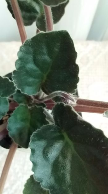 13 iulie - ZZ Emergency