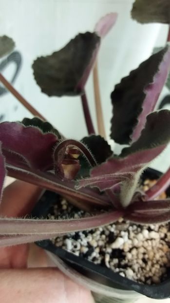 13 iulie - ZZ Emergency