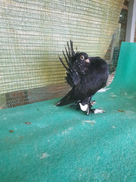 F 2017 inel 6129;  100 lei - au fost VANDUTI