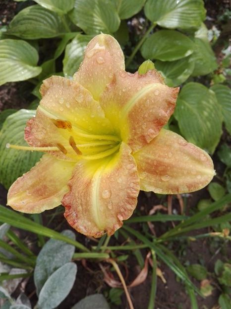  - hemerocallis