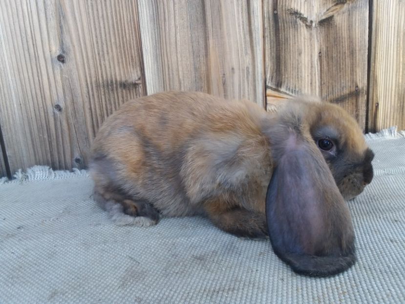 14.07.2017 - a_F_THURINGER_C