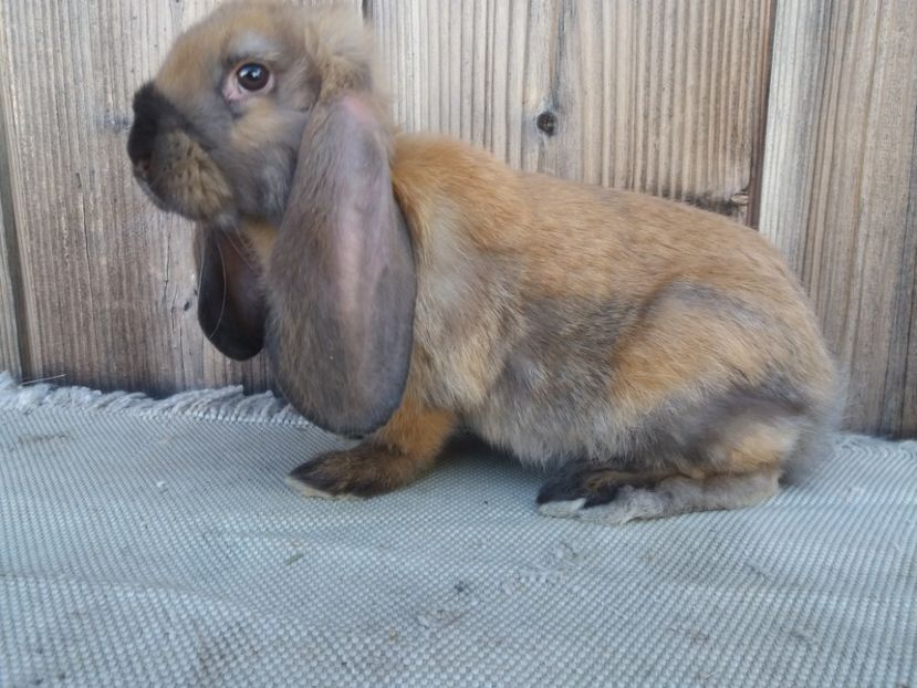 14.07.2017 - a_F_THURINGER_C