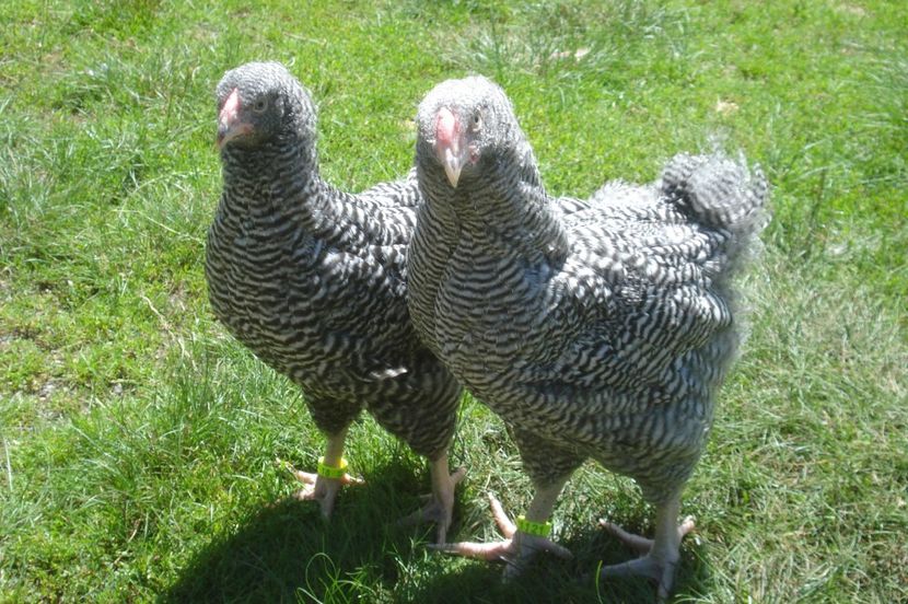  - WYANDOTTE BARAT 2017 - ARHIVA