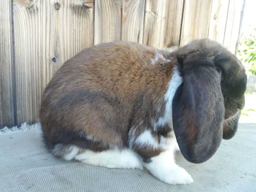 14.07.2017 - b_M_THURINGER MANTULAT2_Ro3172