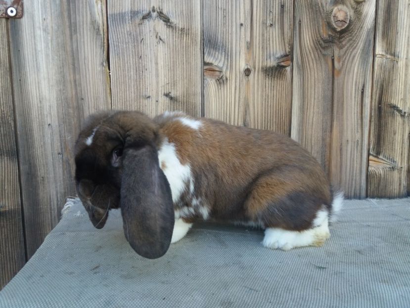 14.07.2017 - b_M_THURINGER MANTULAT2_Ro3172