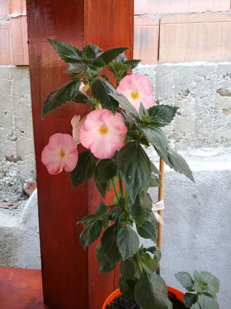  - Vie en Rose