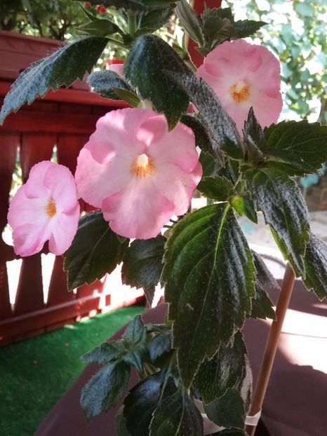  - Vie en Rose
