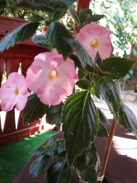  - Vie en Rose