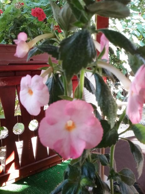 - Vie en Rose