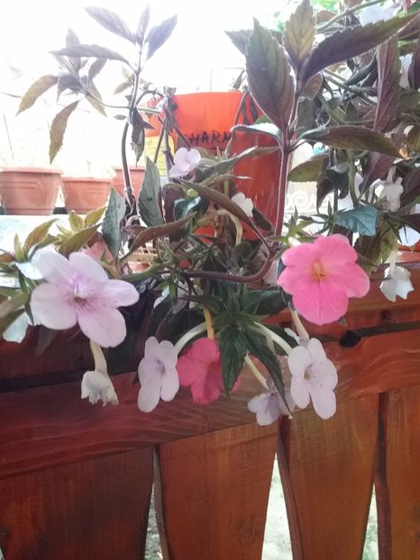  - 2016 achimenes