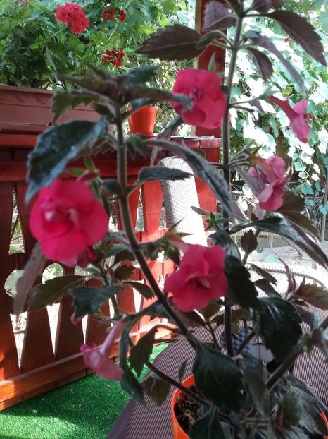  - 2016 achimenes