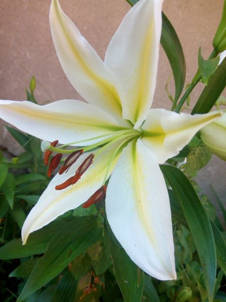 Baferrari - 0 - CRINI