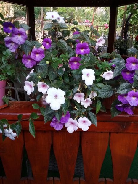Purple King & Peace Blossom - 2016 achimenes